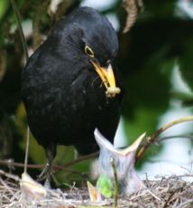 Amsel-3-Tag-2.jpg